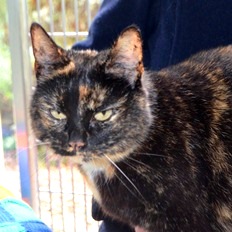 ruby battersea dogs cats home charity.JPG